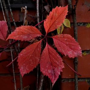 ���� ��������: 