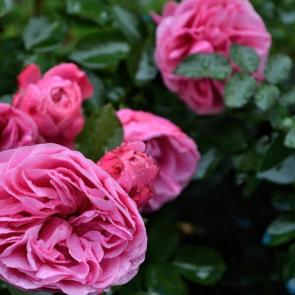 ���� ��������: 