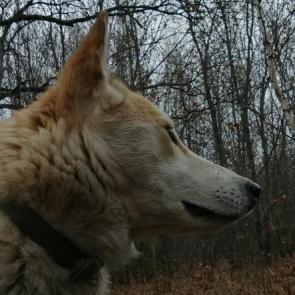 ����: � �������