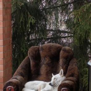 ����� ������