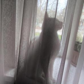 ���� ��������: 