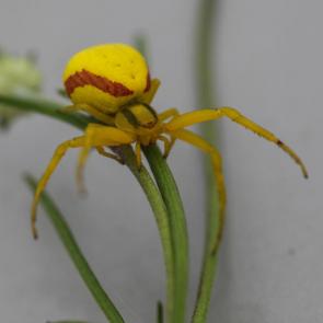 ����: ����