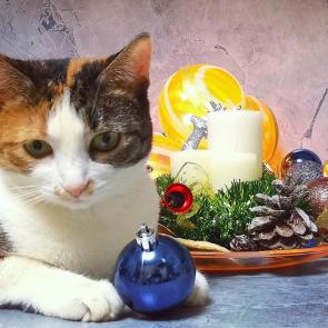 ����: ���������� ����������