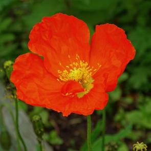 ����: �����