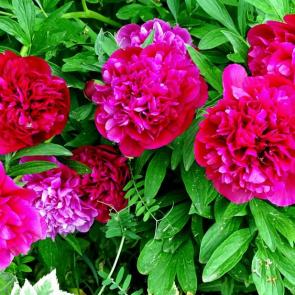 ����: �����