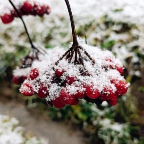 ������ ���������������