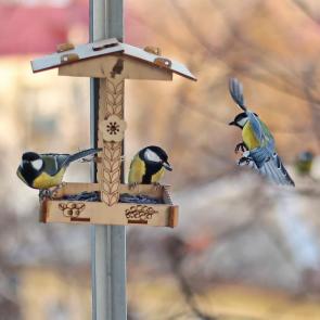 ����: � ��������. 