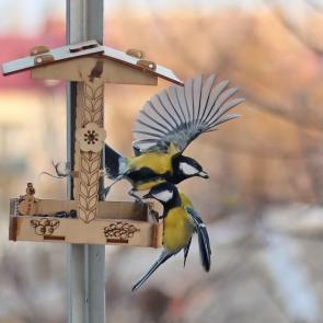 ����: � ��������. 