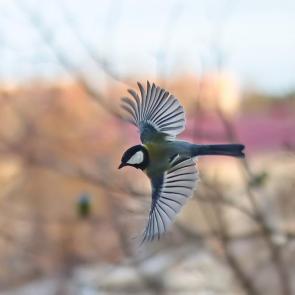 ����: ����. 