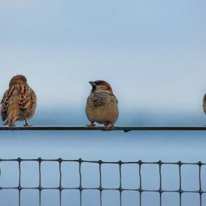 ����: ��������� � �������� ������. 