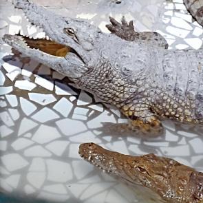 ��� ���� � ��������