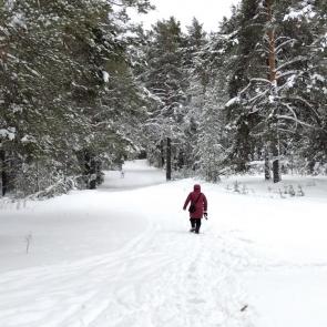 ���� ��������: 