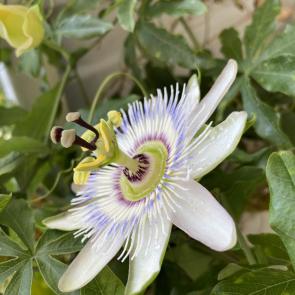 ���� ��������: ������