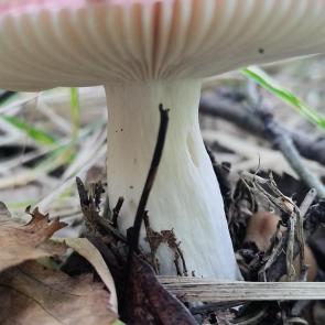 ���� ��������: 