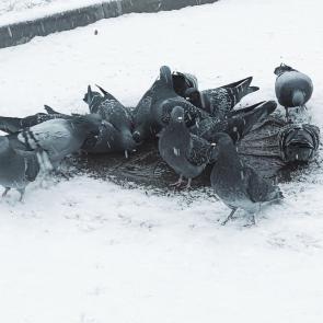 ����: �� �������