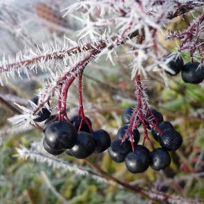 ����: ���������� ������ ��������