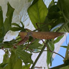 ����: ������