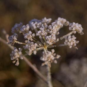 ������ ���������������