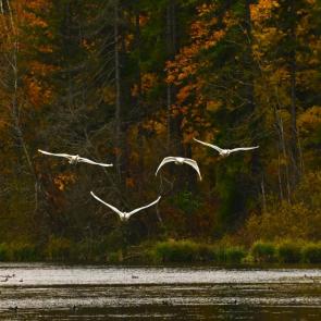 �������� ���