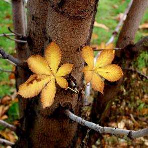 ����: ��� �������