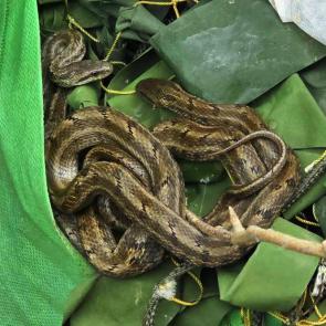 ��� ���� � ��������