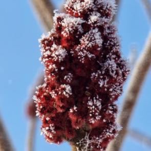 ������ �������������