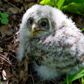 ����: ��������� ������������� �������