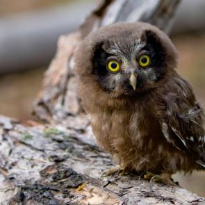 ����: ���������� �����