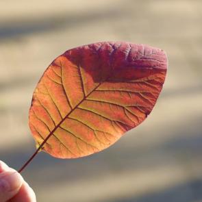 ����: ���� �������