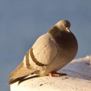 ����: ������ ������