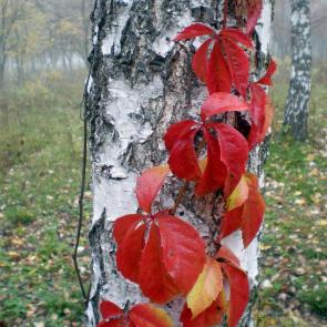 ����: � �������� �����