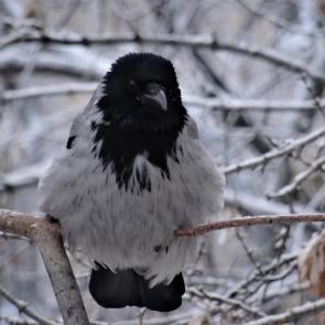 ����: ���� - ������