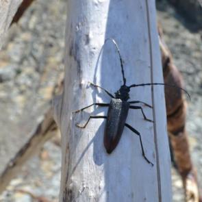 ��� ������ ���������