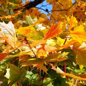 ������ � ���������