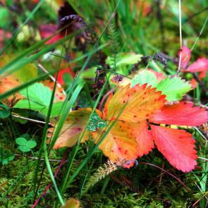 ����: ������ ���� ������� ...