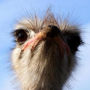 ����: ���  �����  �������� ...