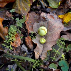 ����: ������� ����