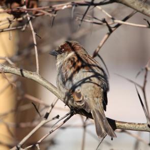 �������� ���