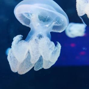 ��������� ������� ����