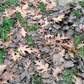 ����: ������� ������