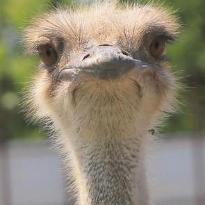 ����: ������ (���� �� �������)