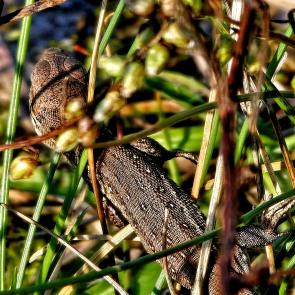 ��� ���� � ��������