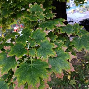 ����: ���������