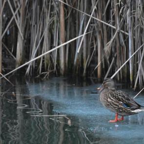 ����: ������ ����