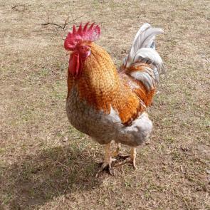 �������� ���