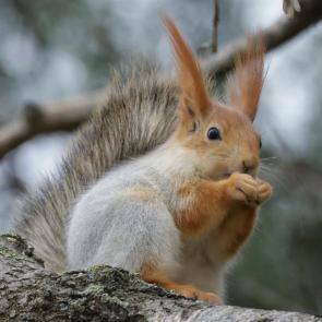 ���� ��������: �������