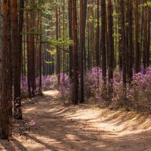 ����: ������ 