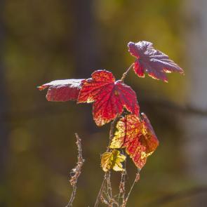 ����: ���������� ������� �������