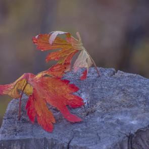 ����: ������� ���������