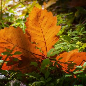 ������ � ���������